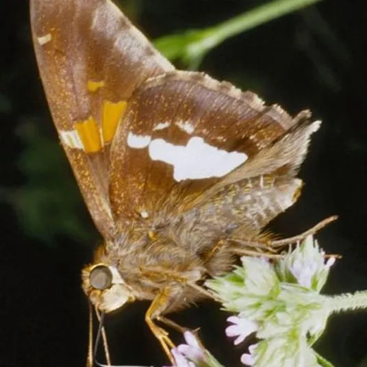 thumbnail for publication: Silver-Spotted Skipper Epargyreus clarus (Cramer) (Insecta: Lepidoptera: Hesperidae: Pyrginae)